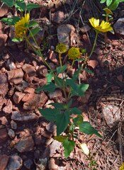 Verbesina encelioides