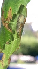 Clubionidae