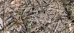 Phrynosoma hernandesi