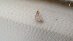 Mellilla xanthometata