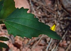 Verbesina encelioides