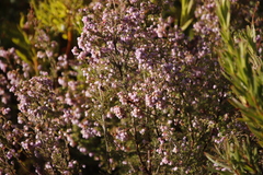 Erica hirtiflora