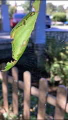 Clubionidae