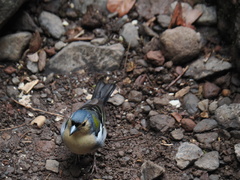 Fringilla coelebs maderensis
