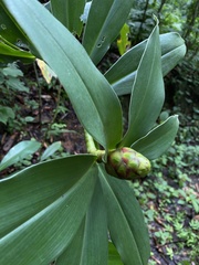 Costus pictus
