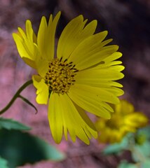 Verbesina encelioides