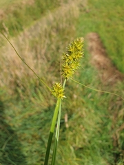 Carex otrubae