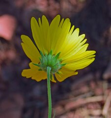 Verbesina encelioides