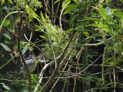Fringilla coelebs maderensis