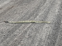 Crotalus molossus molossus