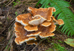 Bondarzewia occidentalis