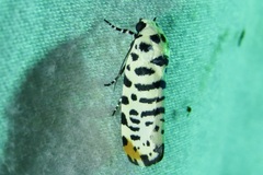 Tarache idella