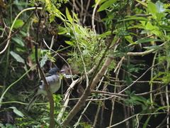 Fringilla coelebs maderensis