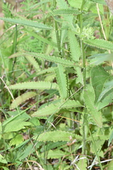 Pedicularis lanceolata