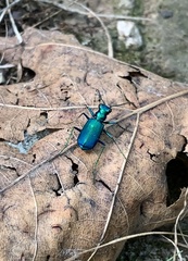 Cicindela sexguttata