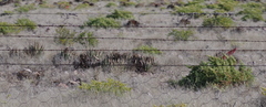 Aloe claviflora