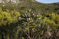 Protea lepidocarpodendron