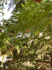 Camptogramma bilineata