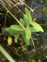 Hypericum virginicum