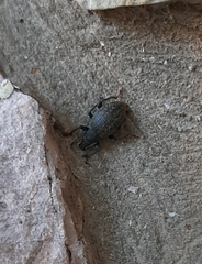 Otiorhynchus sulcatus