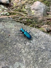 Cicindela sexguttata