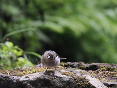 Fringilla coelebs maderensis