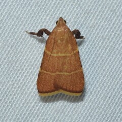 Parachma ochracealis