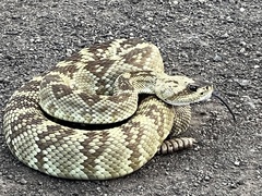Crotalus molossus molossus