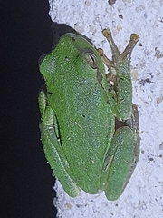Hyla sarda