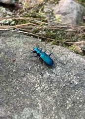 Cicindela sexguttata