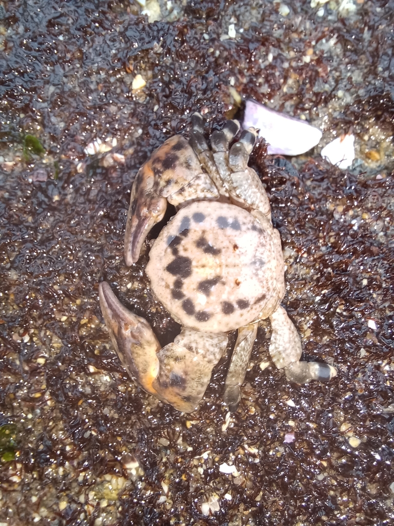 Allopetrolisthes angulosus