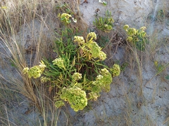 Crithmum maritimum