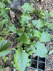 Youngia japonica
