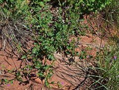 Mirabilis oxybaphoides