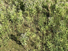 Veronica anagallis-aquatica