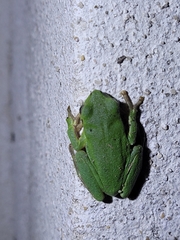 Hyla sarda