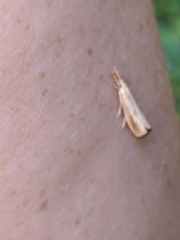 Agriphila vulgivagellus