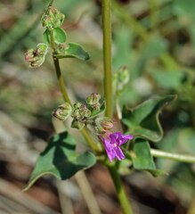 Mirabilis oxybaphoides