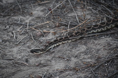 Crotalus oreganus helleri