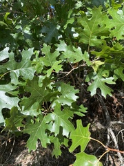 Quercus buckleyi