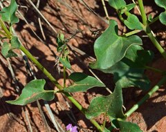 Mirabilis oxybaphoides