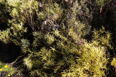 Leucadendron salignum