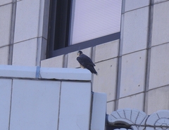 Falco peregrinus