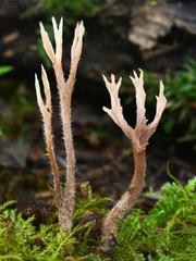 Clavulina castaneipes