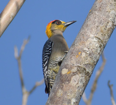 Melanerpes chrysogenys
