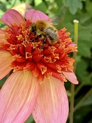 Bombus pascuorum