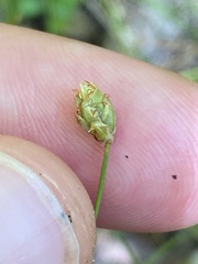 Eleocharis tuberculosa