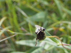 Bombus auricomus