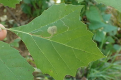 Ectoedemia clemensella
