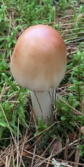 Amanita fulva